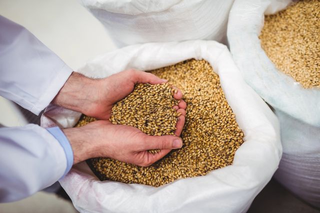 Manufacturer holding barley grains over a large sack at a brewery. Ideal for use in articles about brewing processes, agriculture, food production, and quality control in the brewing industry.