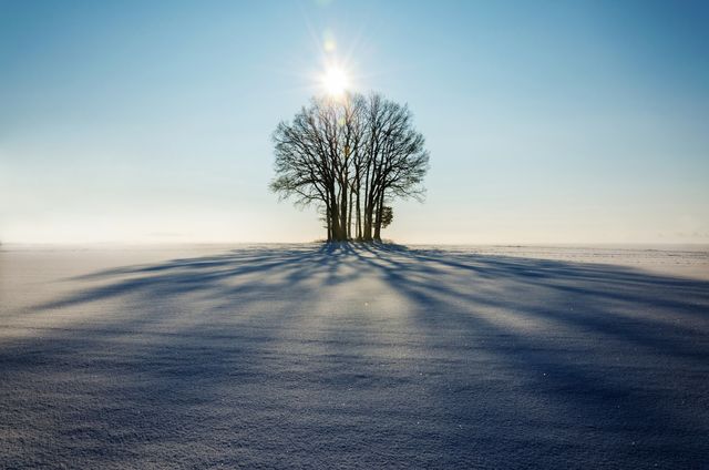 Winter Landscape with Trees Casting Long Shadows on Snow - Download Free Stock Photos Pikwizard.com