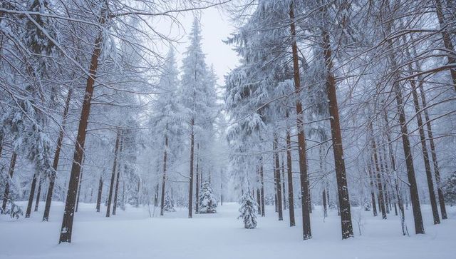 Snow-laden boreal conifer forest with frosted trunks — serene winter woodland landscape