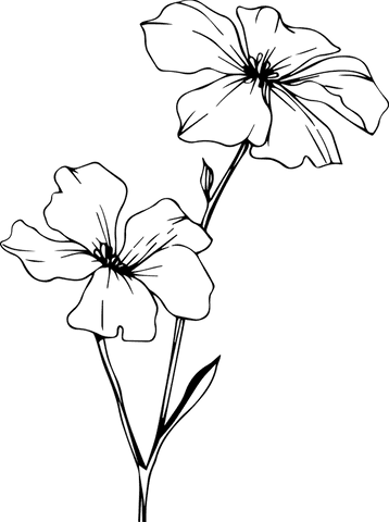 Minimalist botanical sketch with clear floral transparency effect