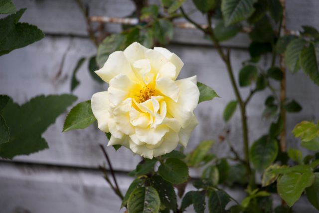 Close-Up of Creamy Yellow Rose Blooming in Garden - Download Free Stock Photos Pikwizard.com