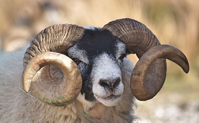This close-up portrait of a ram with large, curved horns is perfect for use in agricultural content, wildlife studies, or publications focused on farming and livestock. It can also be used in nature and educational materials to illustrate horned animals.