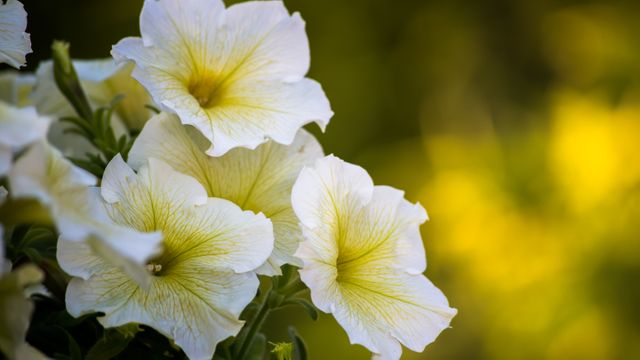 Beautiful close-up shot of white and yellow petunias blooming in a garden. Perfect for nature-themed advertisements, gardening blogs, floral design websites, or as a decorative background in various digital or print media.