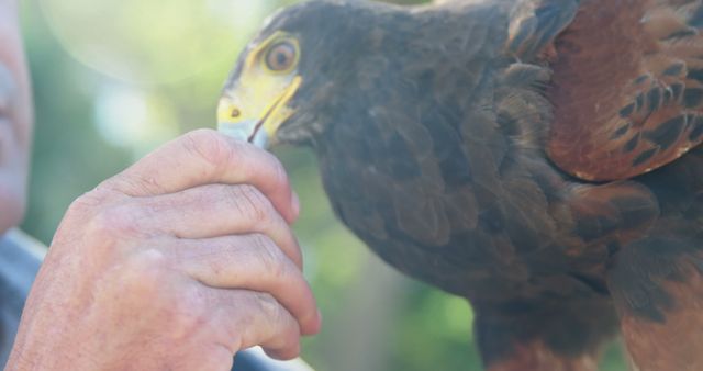 Trained Hawk Feeding from Trainer's Hand - Download Free Stock Images Pikwizard.com