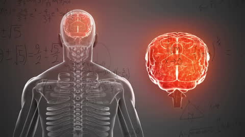 Animated Human Anatomy with Brain and Mathematical Concepts