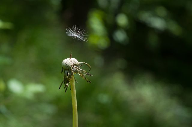 Shows a single dandelion seed floating against a soft green background. Ideal for concepts of fragility, nature, growth, and the beauty of natural processes. Suitable for use in environmental campaigns, educational materials, or inspirational imagery emphasizing lightness and freedom.