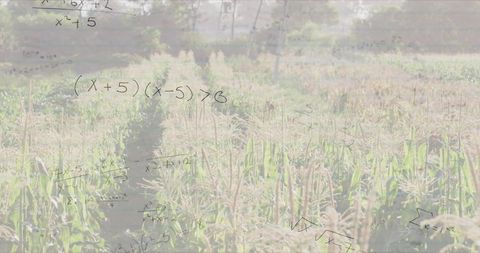 Sunlit cornfield featuring central path and mathematical equations overlay