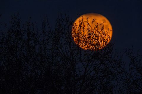 Orange Moon Glow Through Silhouetted Branches at Night