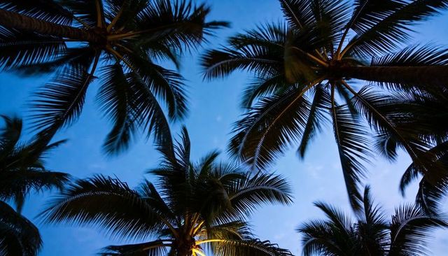Tropical palm silhouettes fanning against deep twilight sky with moon and warm resort lights