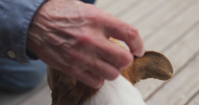 In this close-up scene, an elderly person's hand is gently petting a small brown and white dog, emphasizing tenderness and affection. Ideal for use in campaigns promoting pet companionship, elderly care, animal welfare, and the emotional health benefits of pets. Can also be used in marketing for pet-friendly products and services.