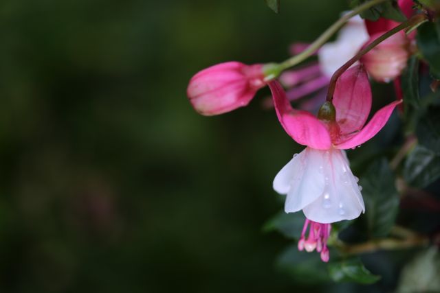 Close-Up of Elegant Fuchsia Flower with Dew Drops - Download Free Stock Photos Pikwizard.com