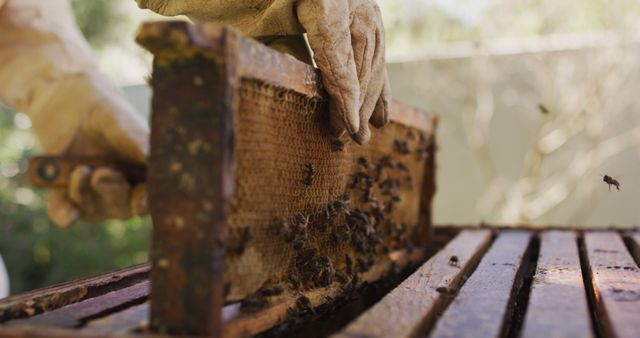 Close-up view of a beekeeper wearing protective gloves while handling a honeycomb frame full of bees. Suitable for illustrations related to beekeeping, apiary work, honey production, organic farming, and the importance of bees in ecosystem maintenance.