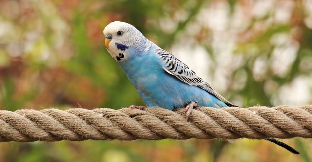 Bright blue budgerigar perches on a thick rope, providing a charming focal point against a blurred, natural background. Ideal for use in educational materials, bird lover websites, nature documentaries, and indoor bird-friendly environments.