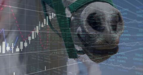 Horse and finance data creativity merging agriculture and investment