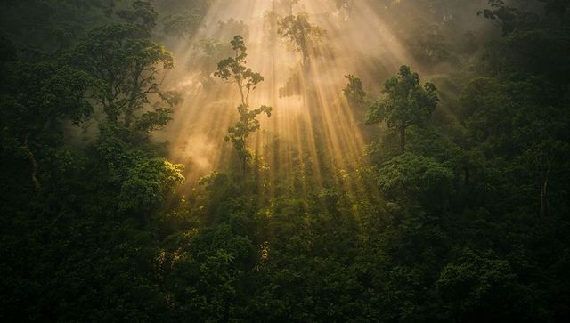 Golden Sunbeams Illuminating Mystical Rainforest at Dawn