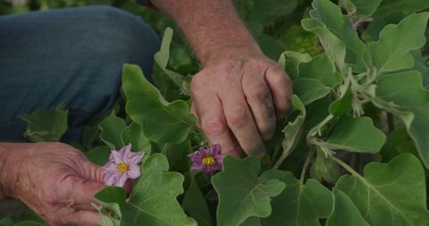 Caring Hands Tend Purple Flowers in Garden