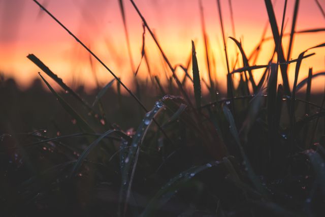 Grass With Water Drops during Sunset - Download Free Stock Photos Pikwizard.com