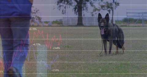 German Shepherd in Nature with Superimposed Stock Market Data