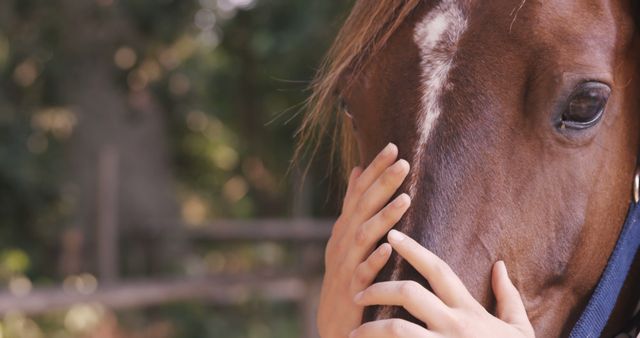 Person gently petting a brown horse in outdoor setting. Highlights bond between humans and animals. Useful for animal care articles, blogs about pets and equestrian lifestyle, or promotional material for veterinary services.