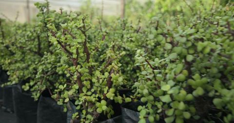 Green Succulent Plants in Black Nursery Bags in Greenhouse