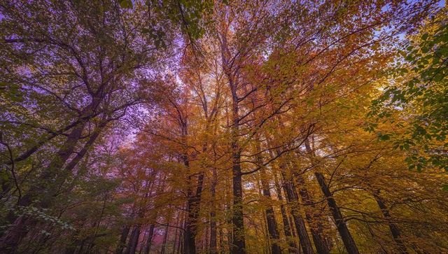 Autumn canopy rising over forest with vibrant orange foliage and purple-pink sky