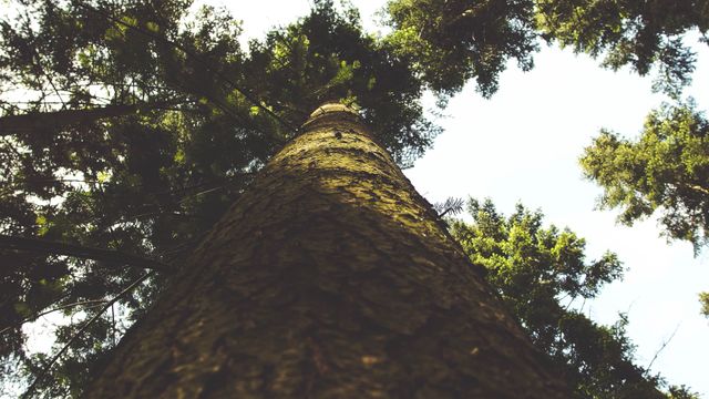 Perspective view of a tall pine tree trunk reaching into the sky, viewed from the ground. Surrounding foliage creates a canopy, offering a serene and natural atmosphere. Useful for concepts of nature, forestry, growth, environment, tranquility, and outdoor adventure.