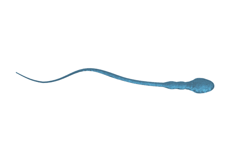 single sperm cell on transparent background for biological studies - Download Free Stock Videos Pikwizard.com