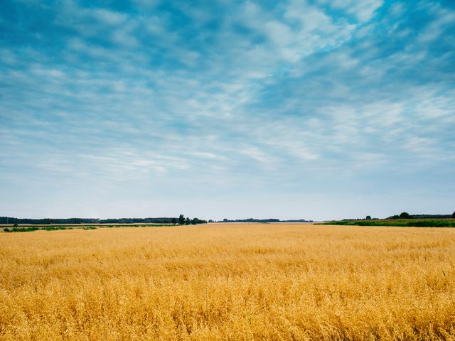 Golden Wheat Field Under Cloudy Sky with Farmland Horizon - Download Free Stock Photos Pikwizard.com