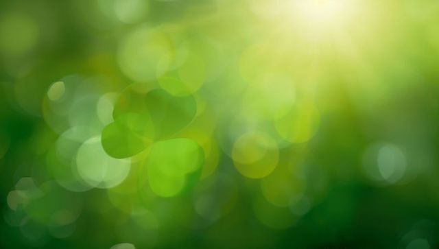 Sunlit green clover bokeh background glowing leaf silhouettes and warm flare