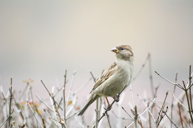 Image depicts a female sparrow standing on a bare bush branch in a serene winter setting. Suitable for nature, wildlife, and outdoor themes. Ideal for educational materials, digital or print advertisements, and art prints focusing on birds and seasonal environments.