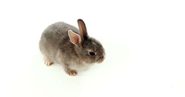 A small grey rabbit sits against a white background, with copy space. Its fluffy fur and alert ears make it an adorable subject for a picture.