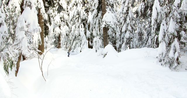 Snowy Forest Landscape with Pine Trees - Download Free Stock Images Pikwizard.com