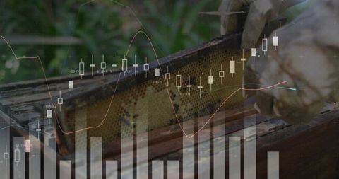 Senior beekeeper lifting honeycomb frame with data charts overlay showing hive yield trends