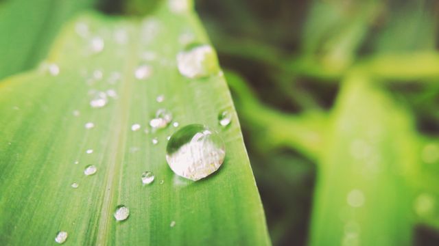 Capture of dew drops on green leaf highlights natural freshness, excellent for use in botanical studies, environmental themes, gardening magazines, and wellness blogs showcasing serene, pure natural elements.