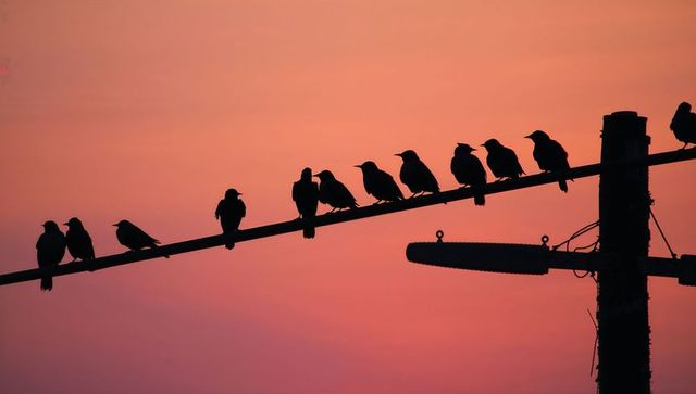 Silhouetted birds perching on diagonal power line at pink sunset with utility pole
