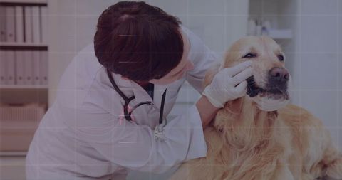 Vet Checking Golden Retriever Oral Health Examination
