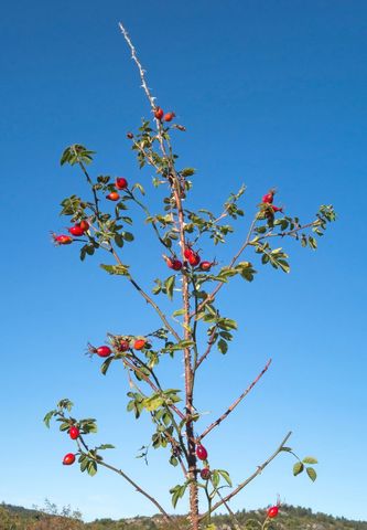Lush rose hip plant underneath clear blue sky