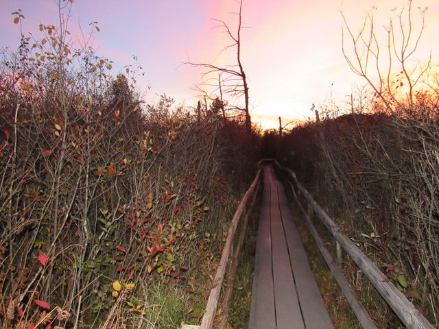 View showing a wooden boardwalk leading through dense, autumnal forest during sunset. Ideal for use in travel brochures, outdoor adventure sites, ecological campaigns, or to represent a quiet, scenic path. Vibrant colors in the sky and foliage signify tranquility and beauty of nature.