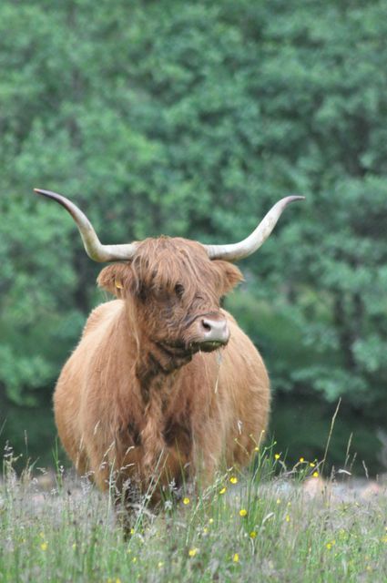 Highland cow with long horns eating and standing in a grassy pasture. Green forest in background. Perfect for ads related to agriculture, countryside lifestyle, livestock, and nature. Suitable for use in articles on sustainable farming, Scotland tourism, and outdoor living.