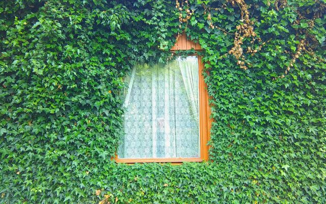 Wall covered in lush green ivy with curtain-framed window - Download Free Stock Photos Pikwizard.com