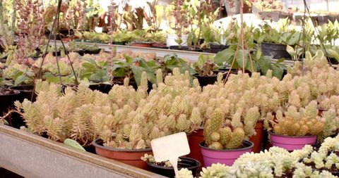 Vibrant succulent display in greenhouse