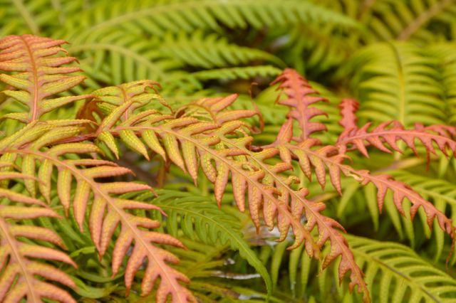 Close-up of Colorful Fern Leaves in Natural Habitat - Download Free Stock Photos Pikwizard.com