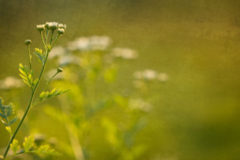 Wildflower in Bloom Against Blurred Background