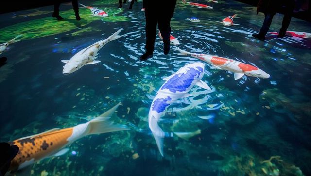 Immersive koi pond floor projection with visitors walking and koi gliding