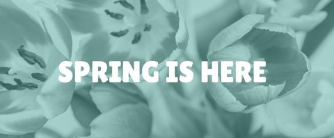 Delicate tulips whispering spring and renewal