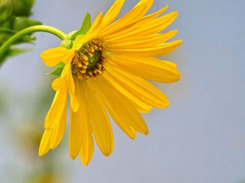 Golden Yellow Daisy Macro Showing Drooping Petals and Detailed Central Disk on Soft Blue