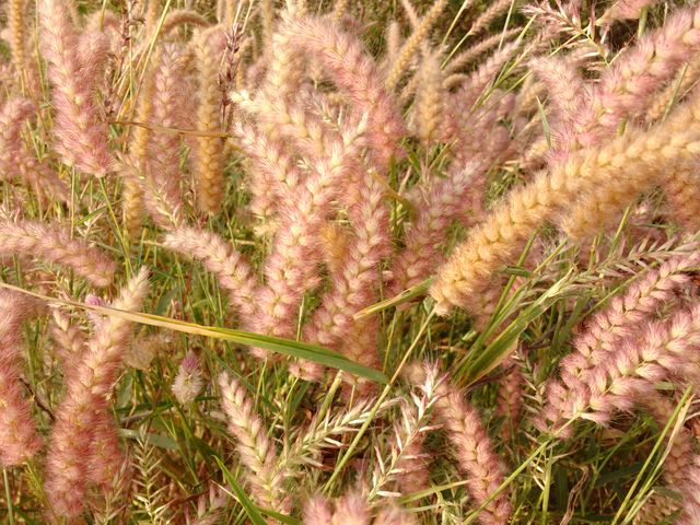 Depicting a close-up of wild foxtail grass with fluffy tips in a natural environment, highlighting the delicate textures and tones. Ideal for use in nature-themed projects, ecological presentations, outdoor photography collections, and botanical illustrations emphasizing natural beauty and plant life.
