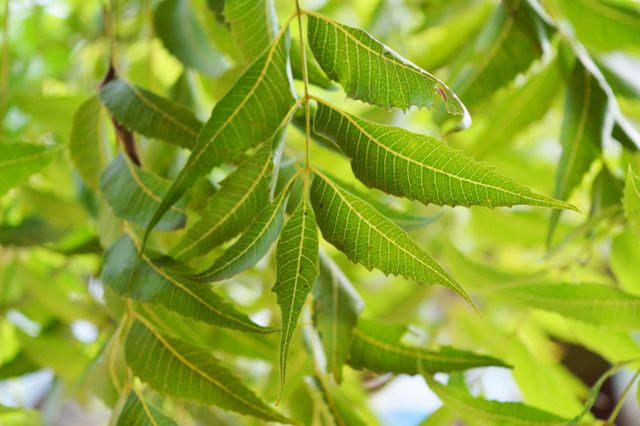Depicts close-up view of neem tree leaves characterized by their vibrant green color and detailed texture on a sunny day. Ideal for use in articles, blogs, and websites focused on nature, botany, herbal medicine, and environmental topics.