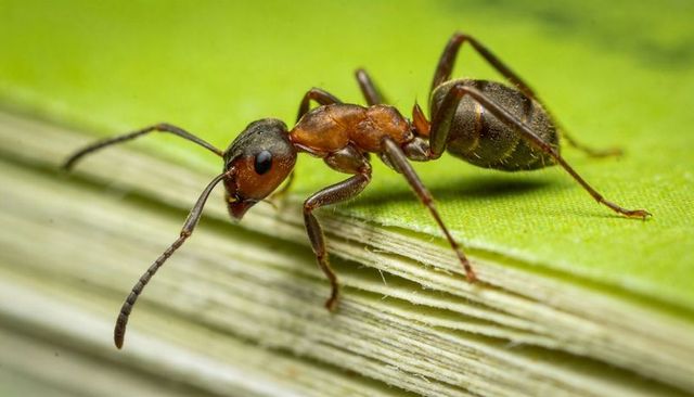 Macro worker ant crawling on green layered fiber edge showing setae and antennae
