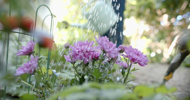 This image shows a close-up view of delicate pink flowers being watered in a lush garden. The gentle spray of water catching the sunlight adds a refreshing feel. Ideal for use in gardening blogs, horticulture websites, nature magazines, or summer-themed projects.